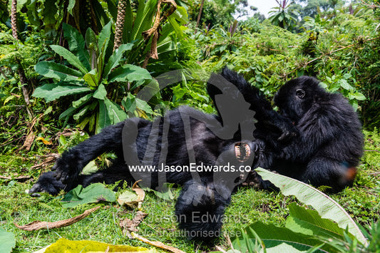 Endangered Mountain Gorillas, Gorilla beringei beringei, wrestling, laughing and playing in the rainforest. Volcanoes National Park, Rwanda