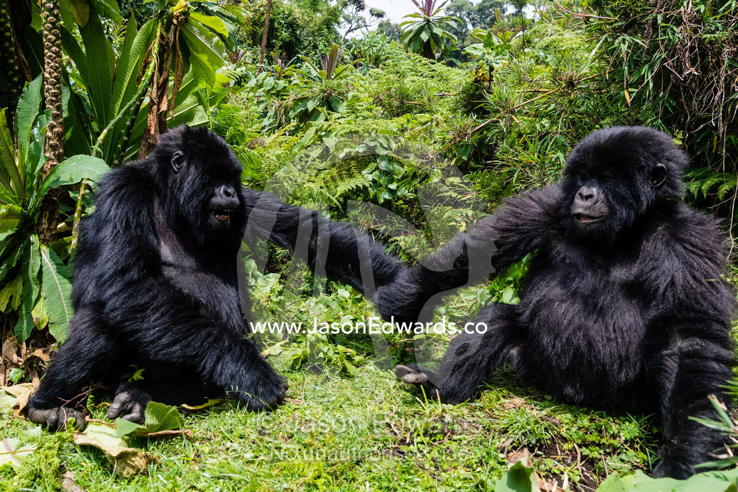 A pair of endangered Mountain Gorillas, Gorilla beringei beringei, wrestling, holding hands and bonding in the rainforest. Volcanoes National Park, Rwanda