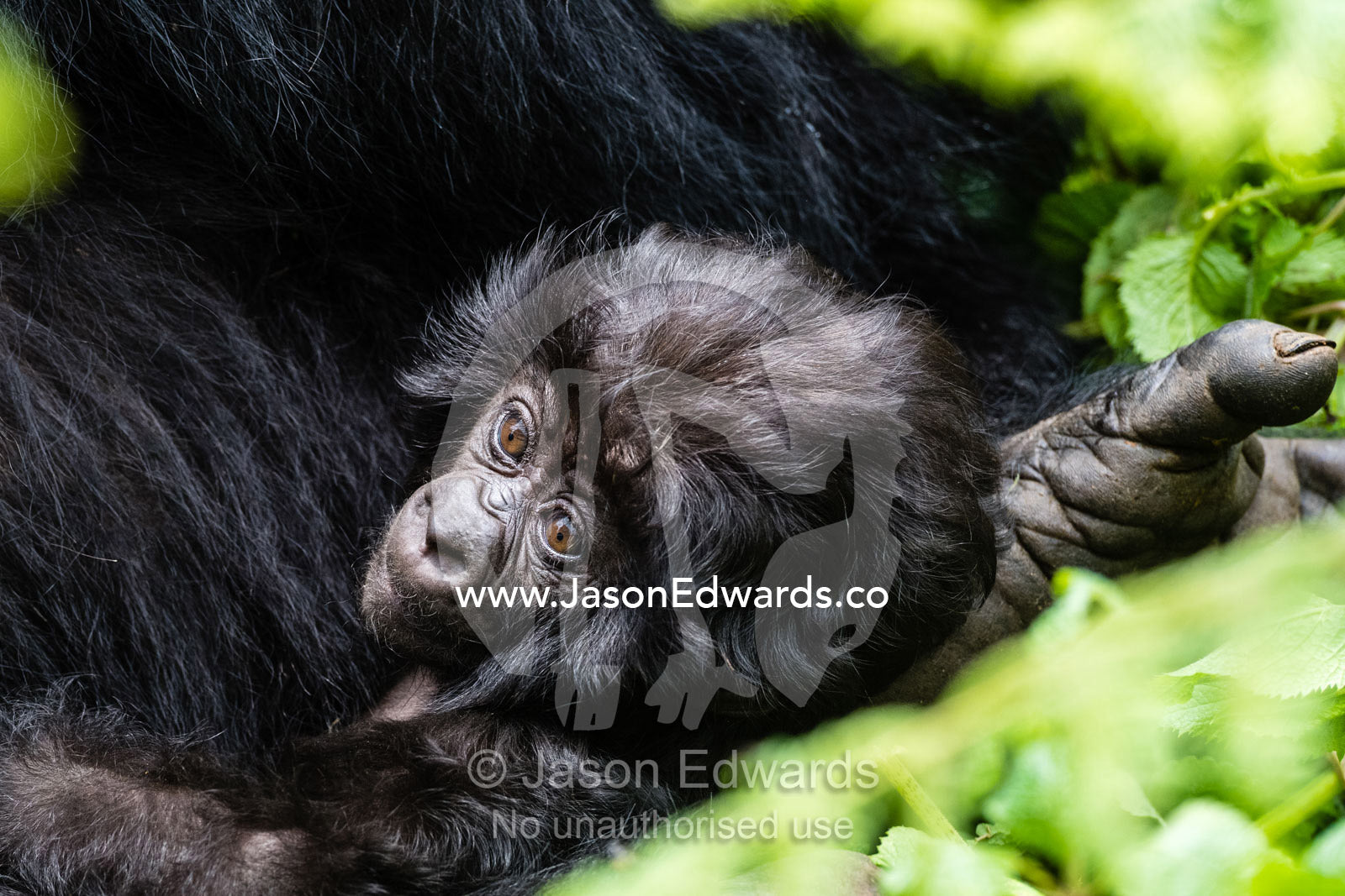 A one month old endangered Mountain Gorilla, Gorilla beringei beringei, listening to sounds in the rainforest. Volcanoes National Park, Rwanda