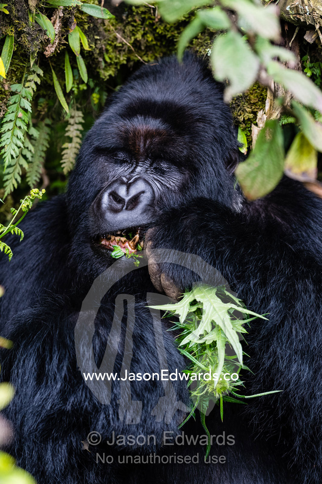 A portrait of an endangered male silverback Mountain Gorilla, Gorilla beringei beringei, feeding on forest plants. Volcanoes National Park, Rwanda