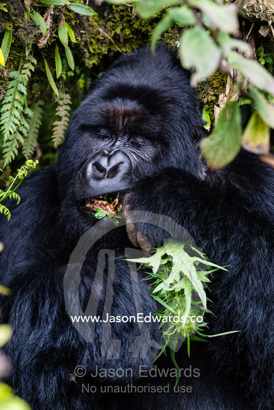 A portrait of an endangered male silverback Mountain Gorilla, Gorilla beringei beringei, feeding on forest plants. Volcanoes National Park, Rwanda