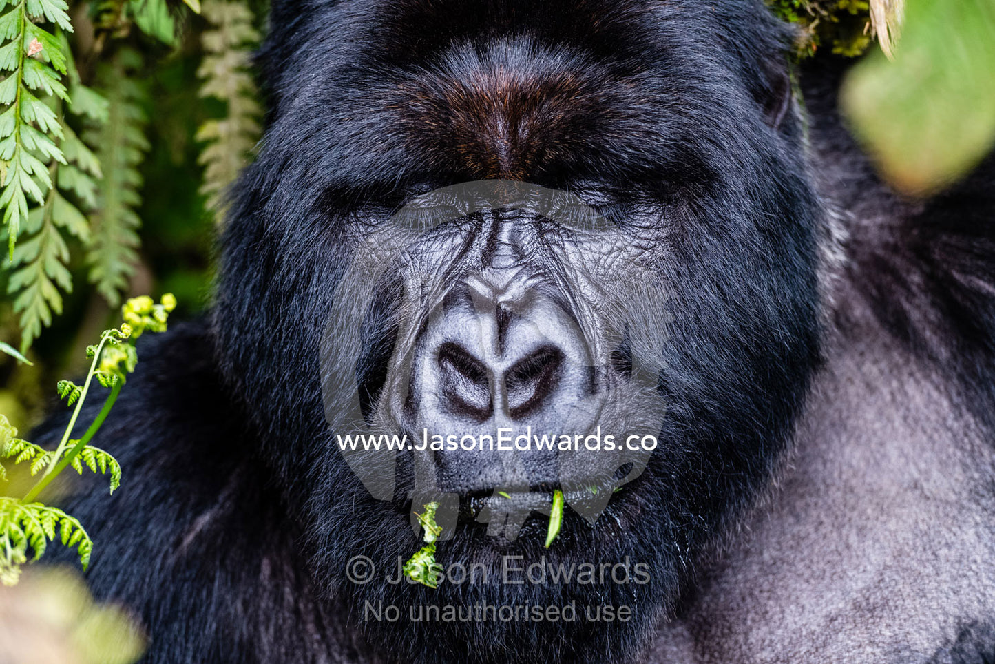 A portrait of an endangered male silverback Mountain Gorilla, Gorilla beringei beringei, falling asleep whilst feeding on forest plants. Volcanoes National Park, Rwanda