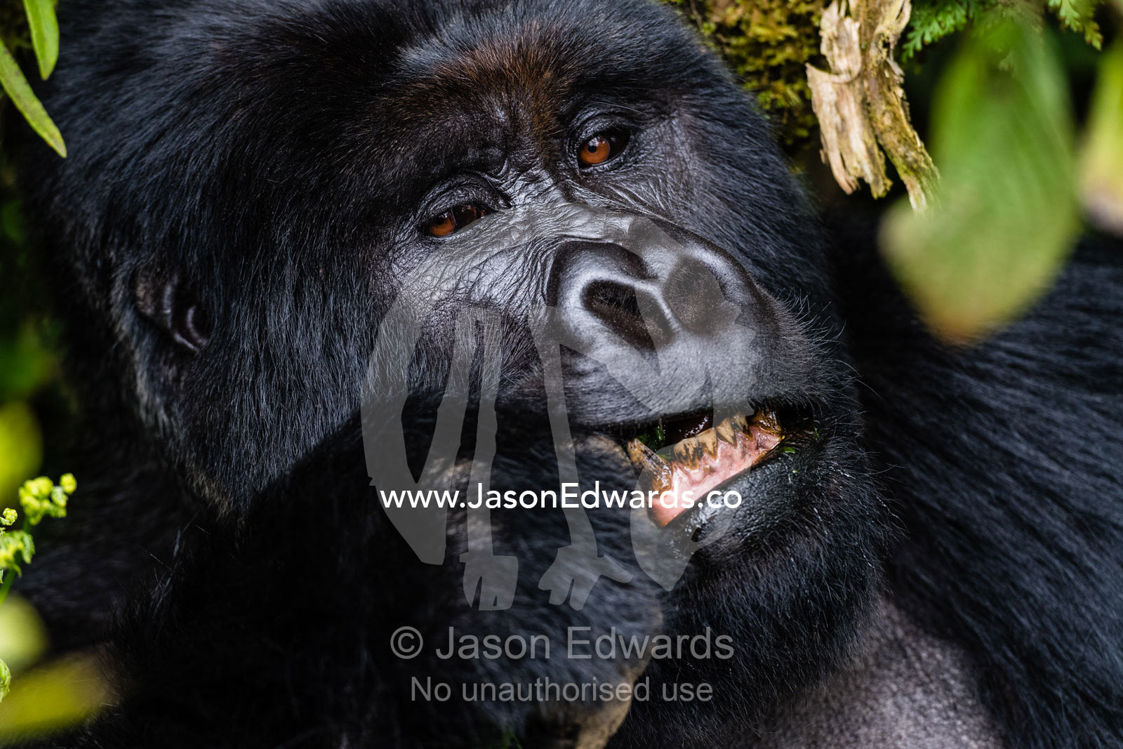 A portrait of an endangered male silverback Mountain Gorilla, Gorilla beringei beringei, feeding on forest plants. Volcanoes National Park, Rwanda