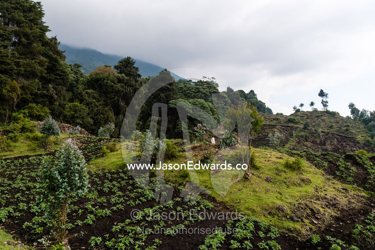Agriculture farmers growing organic potato crops on the boundary of a Mountain Gorilla national park. Volcanoes National Park,, Rwanda