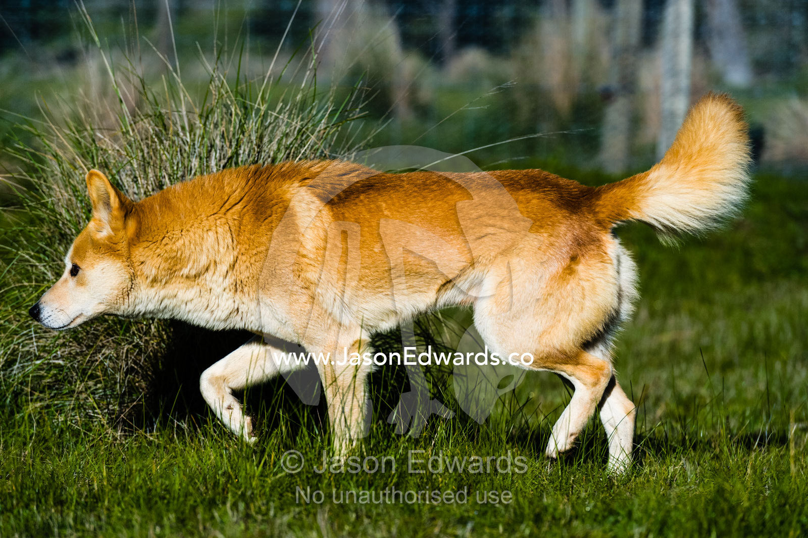 A dingo patrols a captive breeding program enclosure. Toolern Vale, Australian Dingo Discovery and R, Victoria, Australia