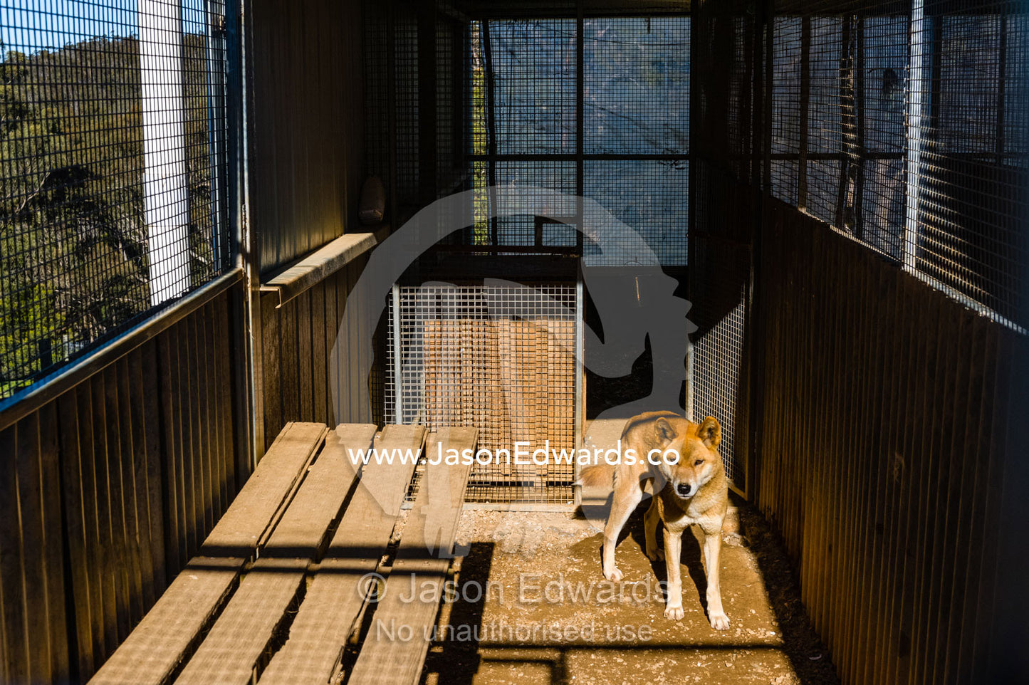 A dingo in a holding pen at a captive breeding program. Toolern Vale, Australian Dingo Discovery and R, Victoria, Australia