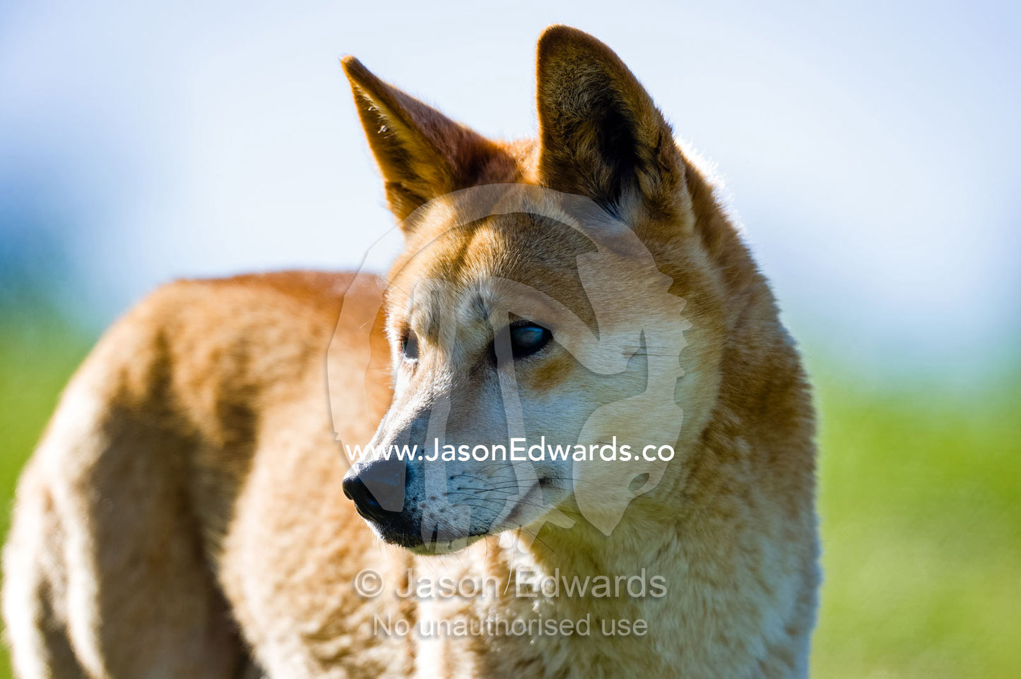 An alert dingo listening with large sensitive ears. Toolern Vale, Australian Dingo Discovery and R, Victoria, Australia