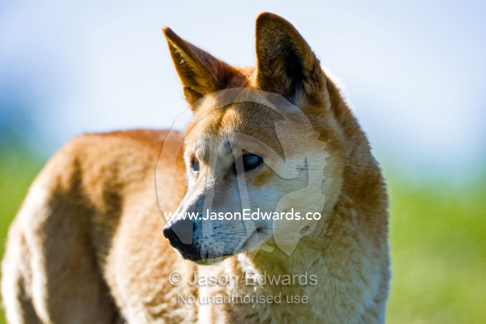 An alert dingo listening with large sensitive ears. Toolern Vale, Australian Dingo Discovery and R, Victoria, Australia
