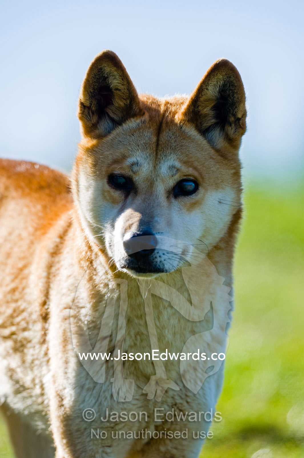 An alert dingo listening with large sensitive ears. Toolern Vale, Australian Dingo Discovery and R, Victoria, Australia