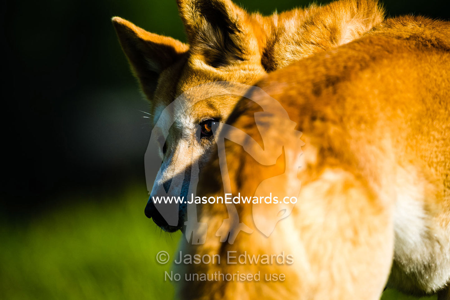 A wary dingo cautiously looking over it's shoulder. Toolern Vale, Australian Dingo Discovery and R, Victoria, Australia