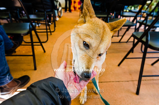 A dingo in a captive breeding program licking the hand of a visitor. Toolern Vale, Australian Dingo Discovery and R, Victoria, Australia