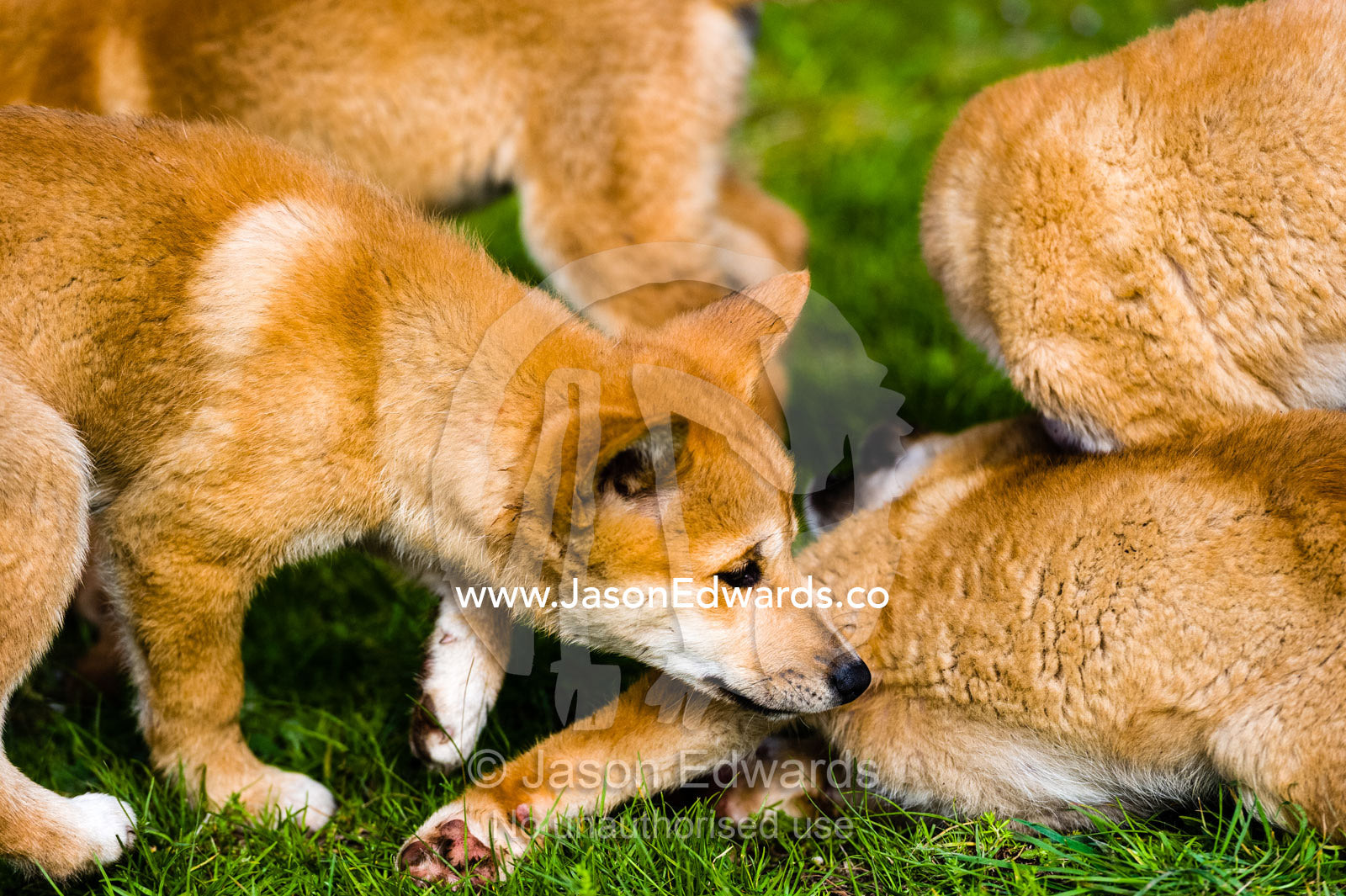 A litter of dingo puppies wrestling and playing at a captive breeding program. Toolern Vale, Australian Dingo Discovery and R, Victoria, Australia