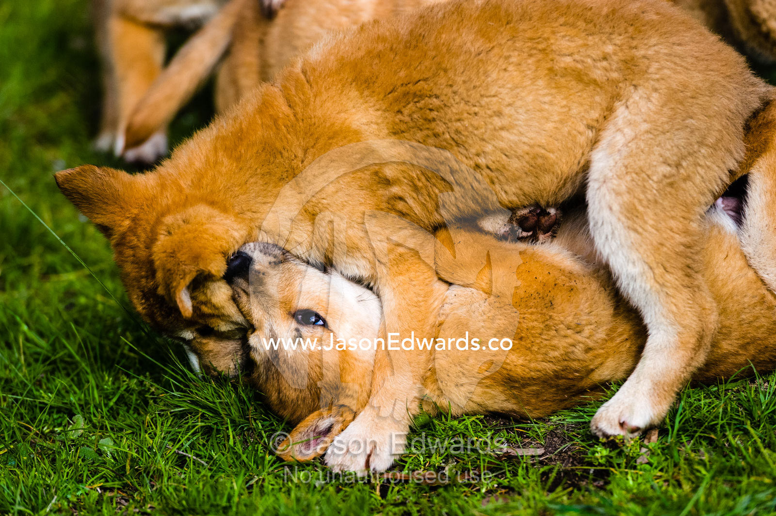 A litter of dingo puppies wrestling and playing at a captive breeding program. Toolern Vale, Australian Dingo Discovery and R, Victoria, Australia