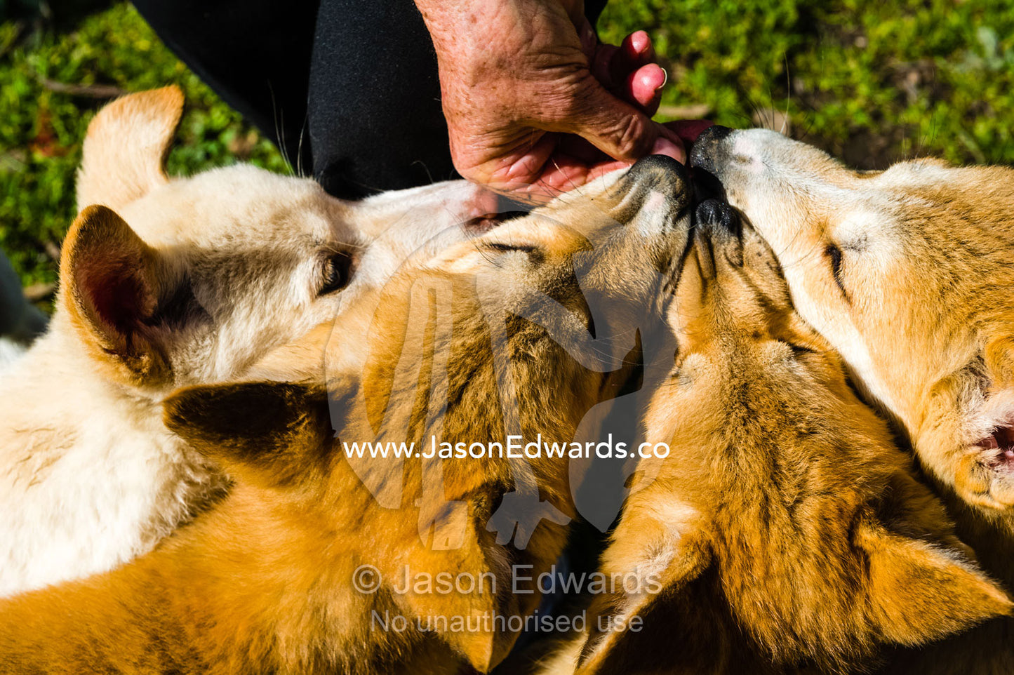 A litter of dingo puppies vying for treats in a captive breeding program. Toolern Vale, Australian Dingo Discovery and R, Victoria, Australia