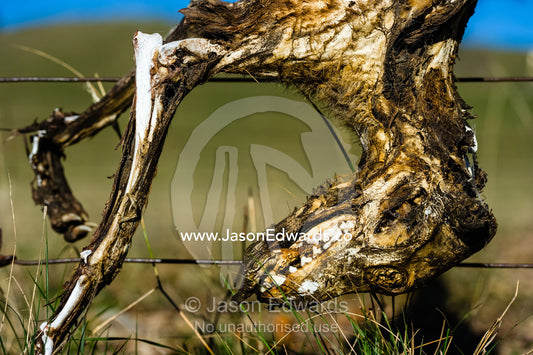 The rotting carcass and skeleton of a wild dog dingo killed for hunting sheep. Omeo, Bindi Station, Victoria, Australia