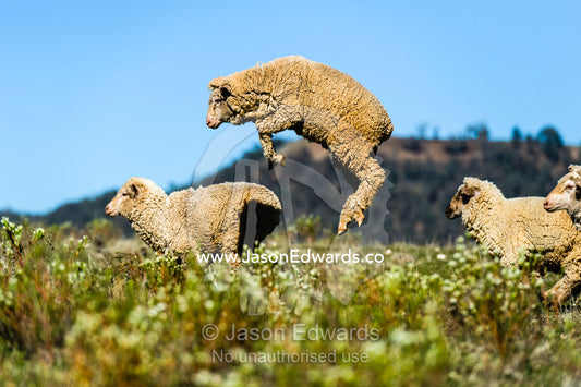 A sheep leaps above the flock running across a field. Omeo, Bindi Station, Victoria, Australia