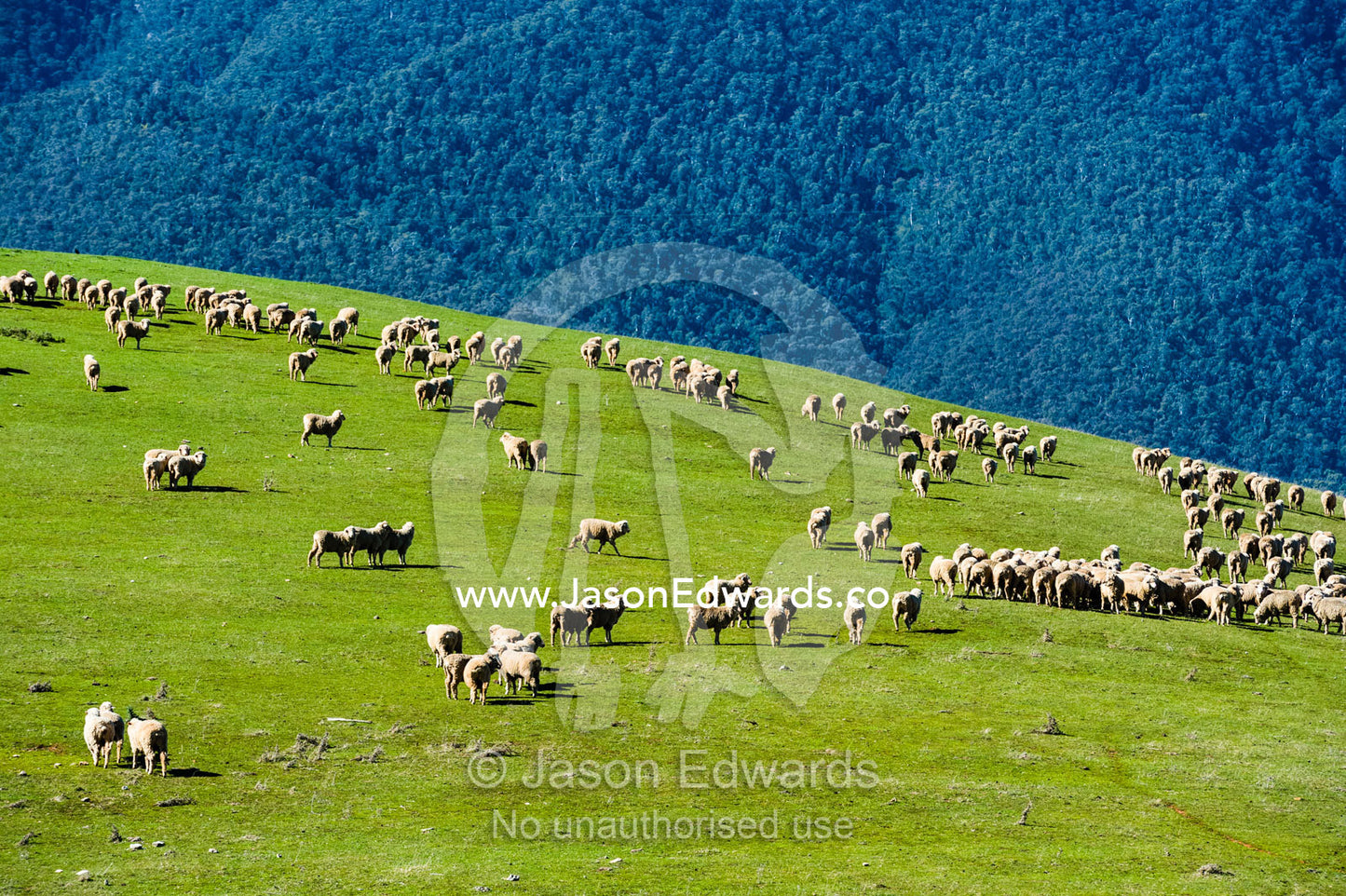 A flock of sheep grazing on a hillside in the mountaons in summer. Omeo, Bindi Station, Victoria, Australia