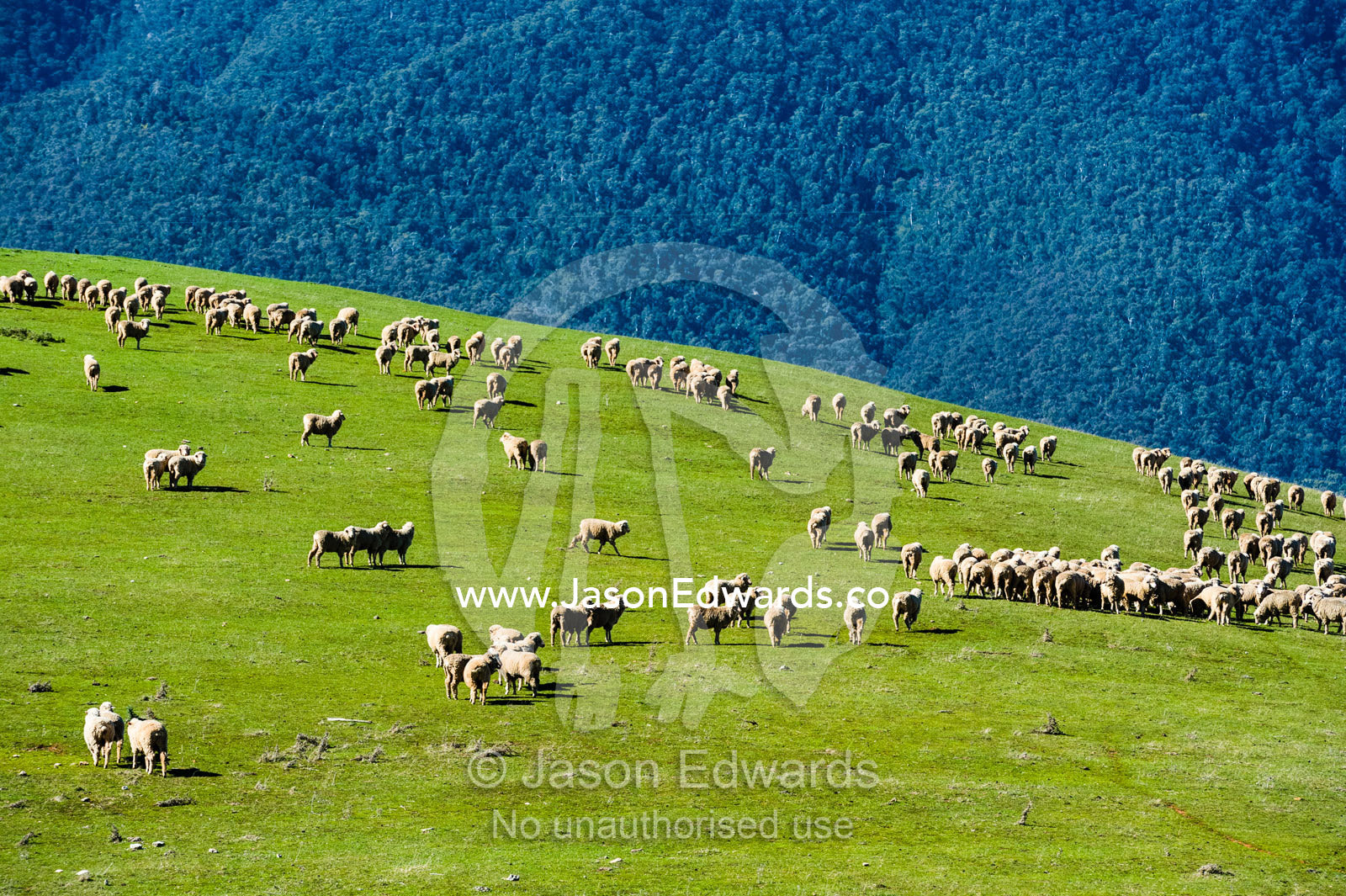 A flock of sheep grazing on a hillside in the mountaons in summer. Omeo, Bindi Station, Victoria, Australia