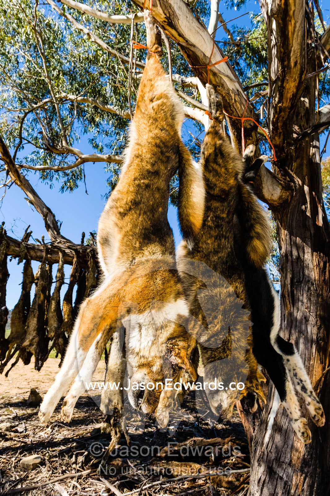Wild dogs and dingo killed and hung from a tree for hunting sheep on farms. Omeo, Benambra, Victoria, Australia