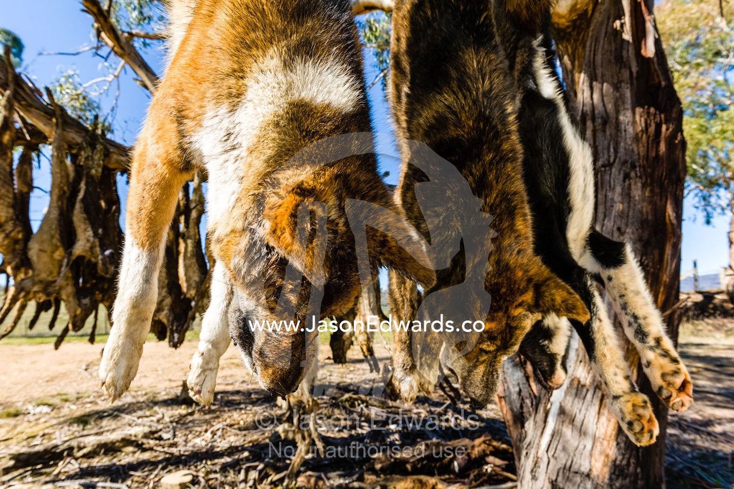 Wild dogs and dingo killed and hung from a tree for hunting sheep on farms. Omeo, Benambra, Victoria, Australia