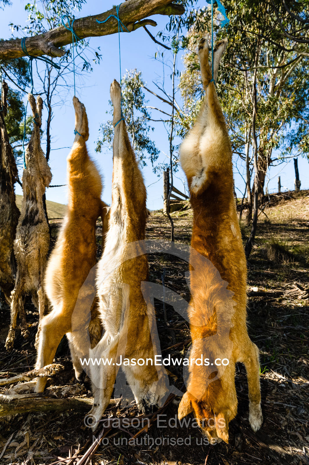 Wild dogs and dingo killed and hung from a tree for hunting sheep on farms. Omeo, Benambra, Victoria, Australia