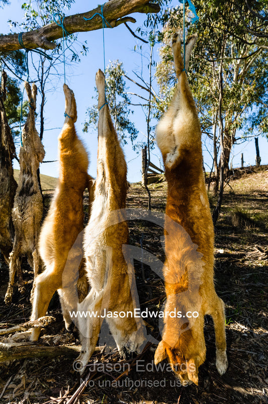 Wild dogs and dingo killed and hung from a tree for hunting sheep on farms. Omeo, Benambra, Victoria, Australia