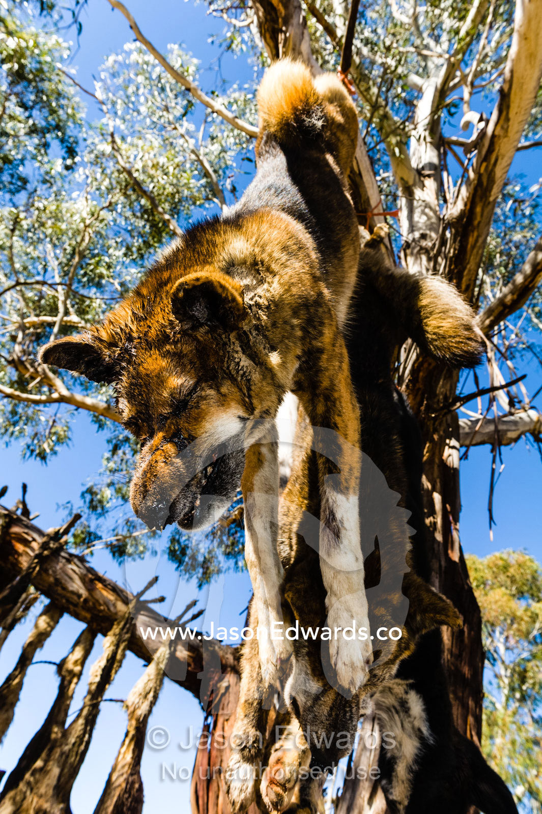 Wild dogs and dingo killed and hung from a tree for hunting sheep on farms. Omeo, Benambra, Victoria, Australia