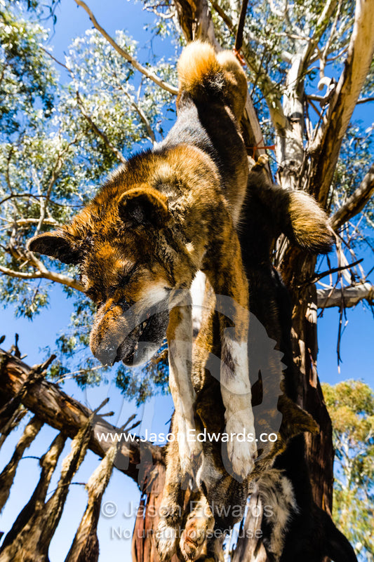 Wild dogs and dingo killed and hung from a tree for hunting sheep on farms. Omeo, Benambra, Victoria, Australia
