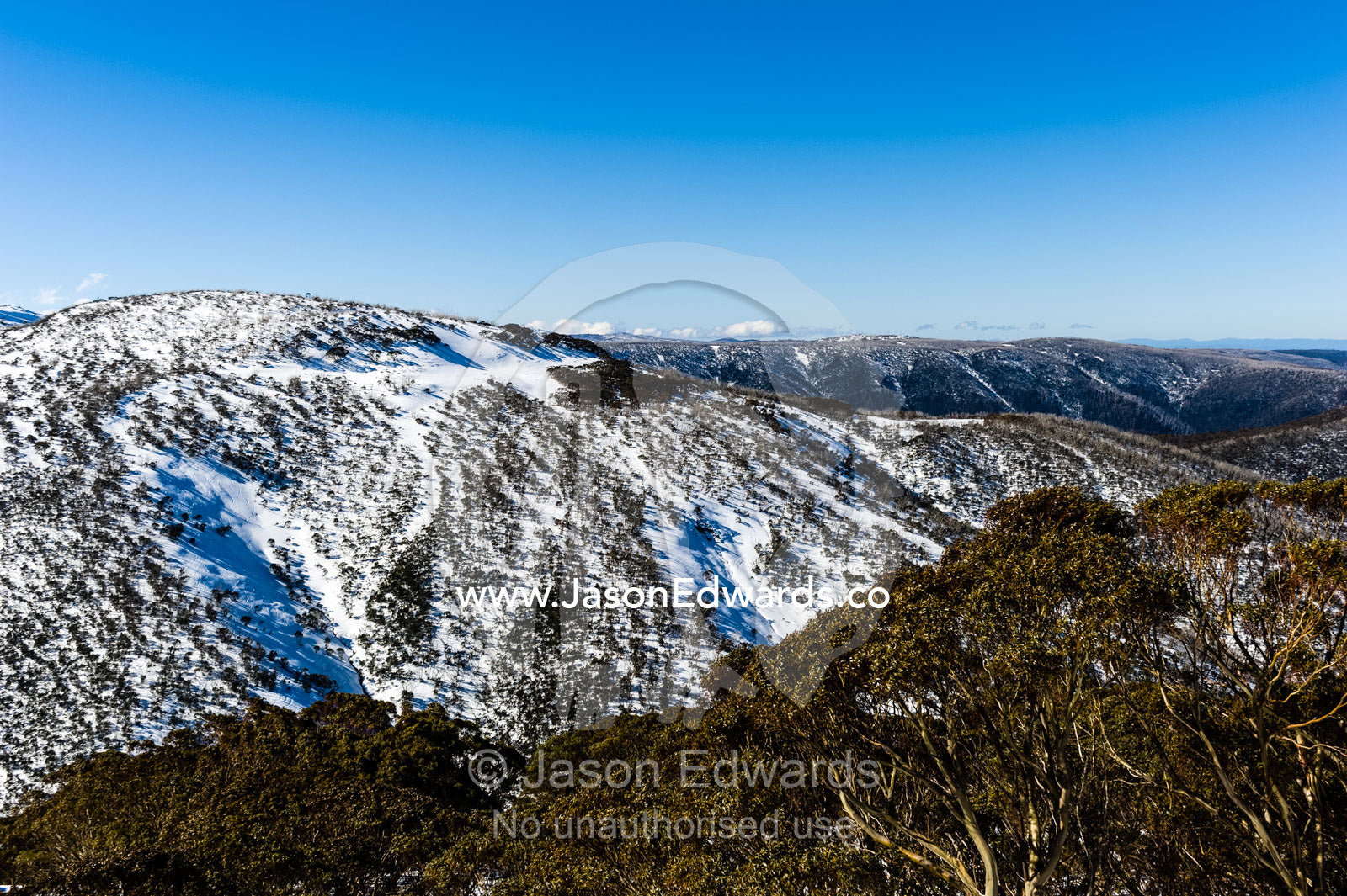 A eucalyptus forest canopy rises above ski fields on a sunny winters day. Alpine National Park, Falls Creek, Victoria , Australia