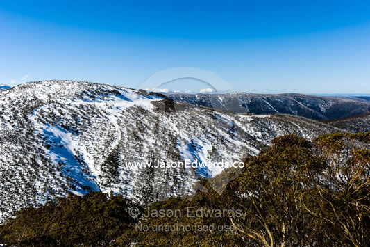A eucalyptus forest canopy rises above ski fields on a sunny winters day. Alpine National Park, Falls Creek, Victoria , Australia