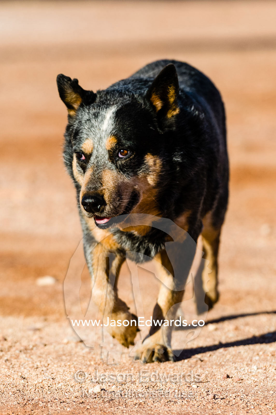 An old sheep dog on an outback cattle and sheep station in the desert. Coober Pedy, Mt Willoughby Station, South Australia, Australia