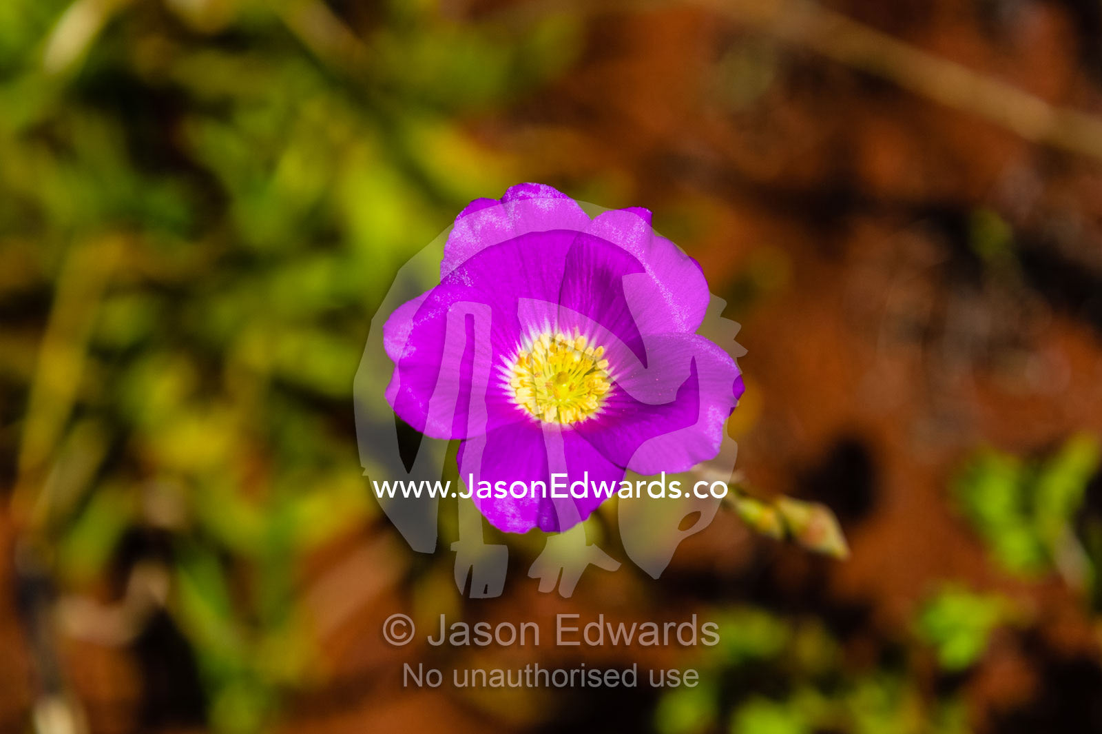 A bright purple Parakeelyas flower on a desert sand dune. Coober Pedy, Wintinna Station, South Australia, Australia
