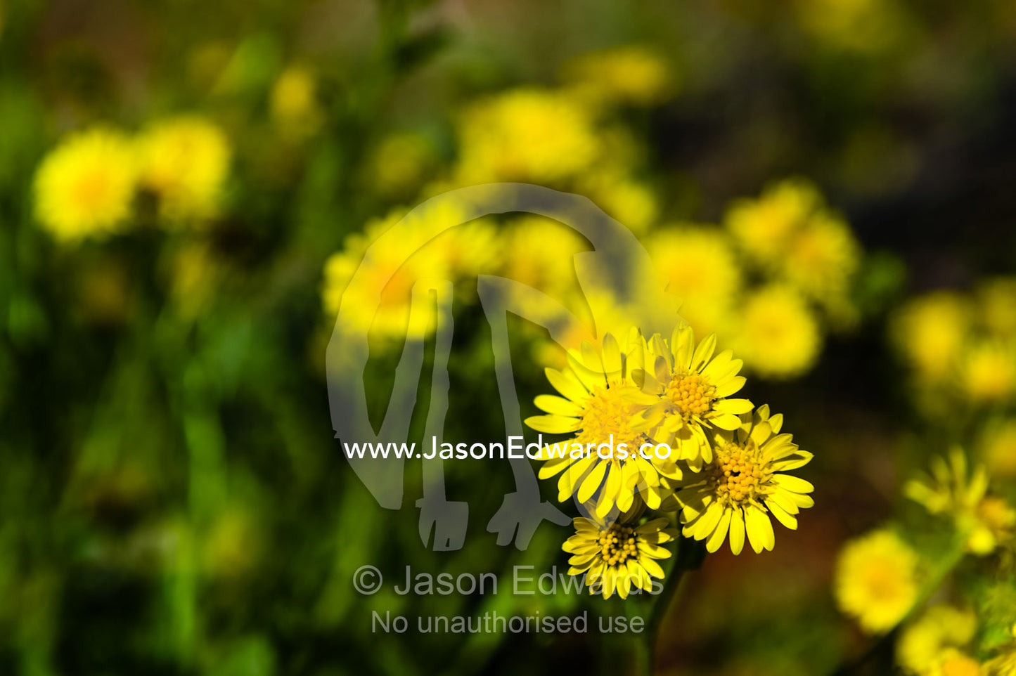 A bright yellow cluster of desert flowers on a sand dune. Coober Pedy, Wintinna Station, South Australia, Australia