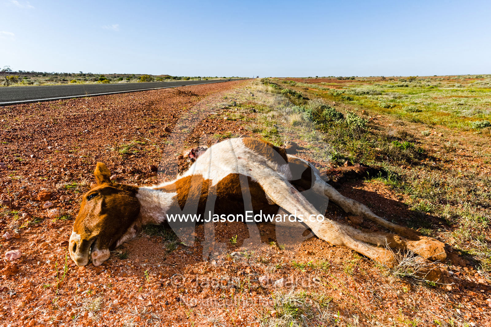 A wild horse known as a brumby killed by a vehicle in the desert. Coober Pedy, South Australia, Australia