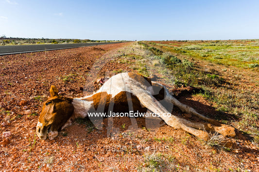 A wild horse known as a brumby killed by a vehicle in the desert. Coober Pedy, South Australia, Australia