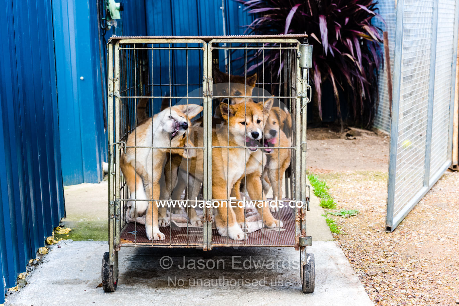 A litter of dingo puppies in a cage at a captive breeding program. Toolern Vale, Australian Dingo Discovery and R, Victoria Australia, Australia