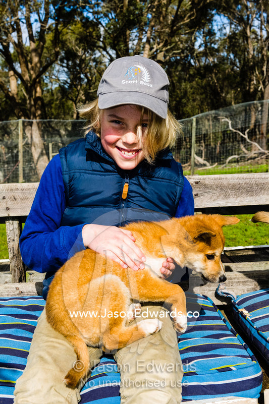 A boy playing with a dingo puppy at a captive breeding program. Toolern Vale, Australian Dingo Discovery and R, Victoria Australia, Australia