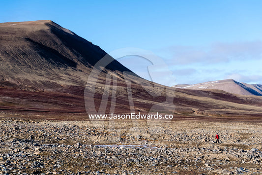 A solitary hiker explores a boulder plain in an arctic tundra valley. Scoresby Sound, Constable Point, Greenland