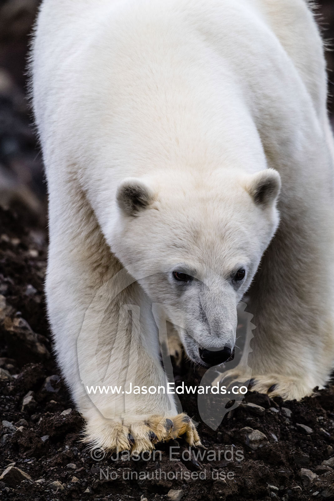 A Polar Bear foraging for food on the rocky slopes of a mountain in an arctic fjord. Vikingbukt, Viking Bay, Vikingbukta, Scoresby Sound, Greenland