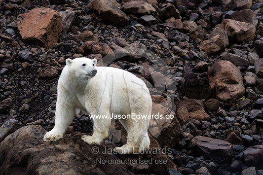 A Polar Bear foraging for food on the rocky slopes of a mountain in an arctic fjord. Viking Bay, Scoresby Sound, (Vikingbukta, Scoresbysund) Greenland