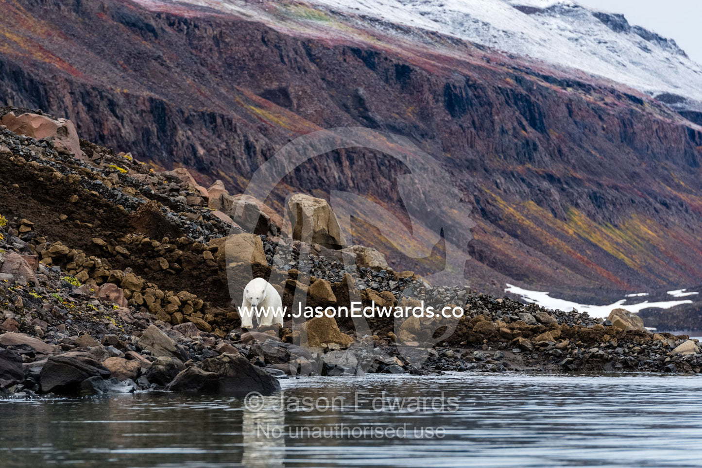 A Polar Bear foraging for food on the rocky slopes of a mountain in an arctic fjord. Vikingbukt, Viking Bay, Vikingbukta, Scoresby Sound, Greenland
