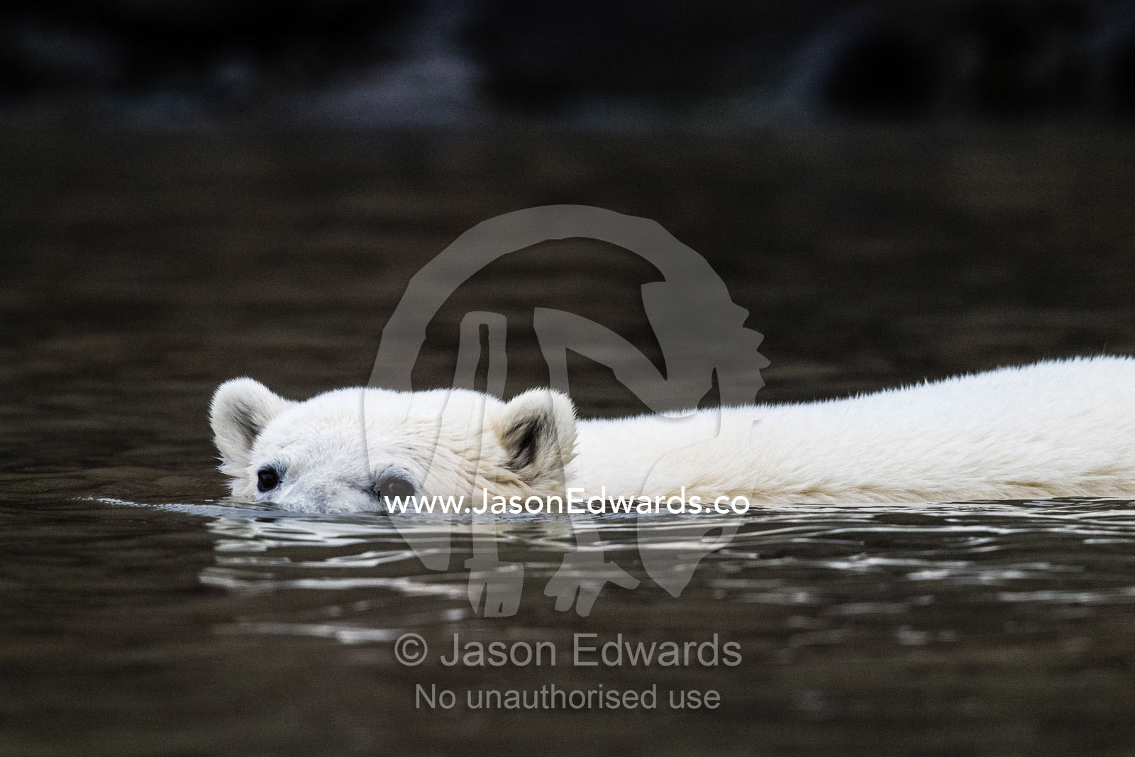 A Polar Bear swimming in the still waters of an arctic fjord. Vikingbukt, Viking Bay, Vikingbukta, Scoresby Sound, Greenland