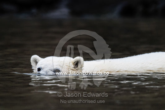 A Polar Bear swimming in the still waters of an arctic fjord. Vikingbukt, Viking Bay, Vikingbukta, Scoresby Sound, Greenland