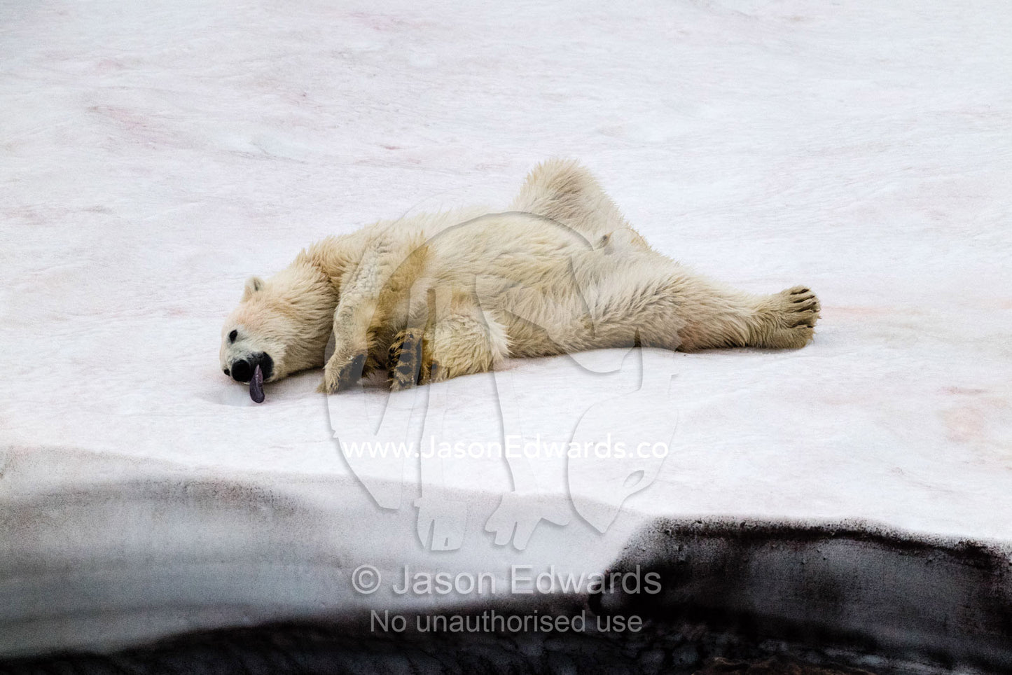 A Polar Bear licking and eating snow after having a snow bath in an arctic fjord. Vikingbukt, Viking Bay, Vikingbukta, Scoresby Sound, Greenland