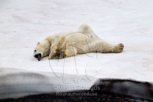 A Polar Bear licking and eating snow after having a snow bath in an arctic fjord. Vikingbukt, Viking Bay, Vikingbukta, Scoresby Sound, Greenland