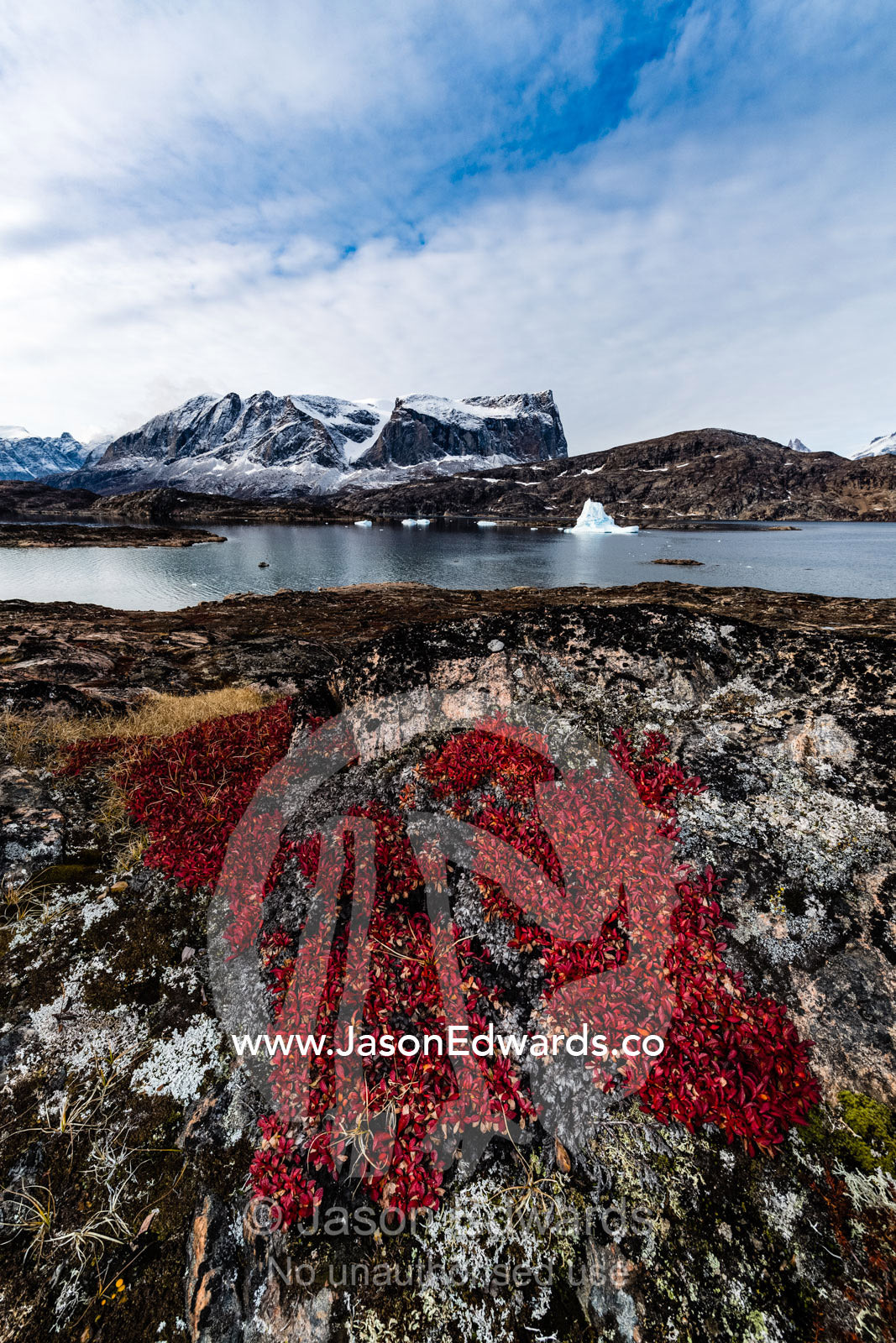 The foliage and leaves of an arctic tree turn red in Autumn on a rocky island. Milne Land, Jytte Havn, Bjorne Islands, Scoresby Sound, Greenland
