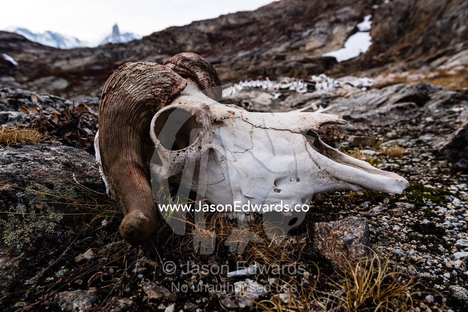 A bleached Musk Ox skull looking over a rugged windswept island in the arctic. O Fjord, Island Fjord, Milne Lan, Bjorne Islands, Scoresby Sound, Greenland