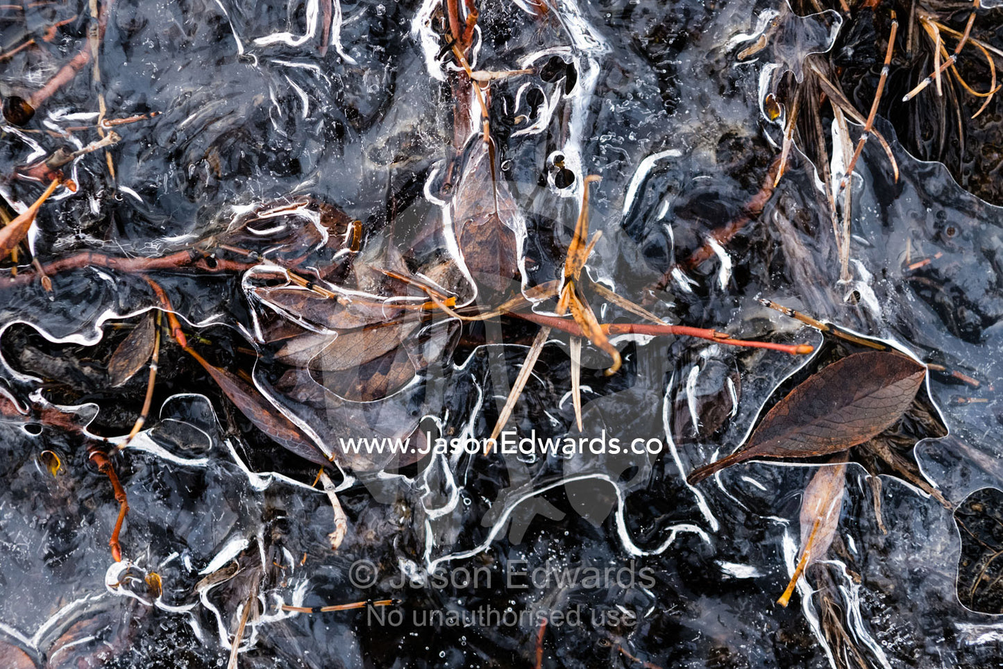 Grasses and dry leaves frozen in ice on the surface of a freshwater stream in the arctic tundra. Scoresby Sound, Greenland