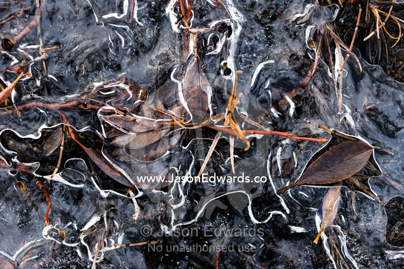 Grasses and dry leaves frozen in ice on the surface of a freshwater stream in the arctic tundra. Scoresby Sound, Greenland