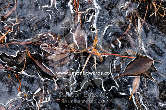 Grasses and dry leaves frozen in ice on the surface of a freshwater stream in the arctic tundra. Scoresby Sound, Greenland